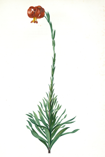 LCA F 001376