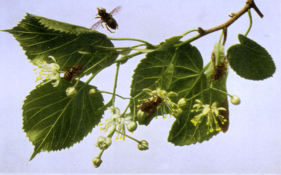 AVQ A 000948