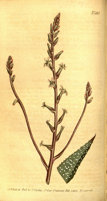 LCA F 004800