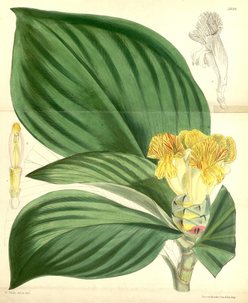 LCA F 004570