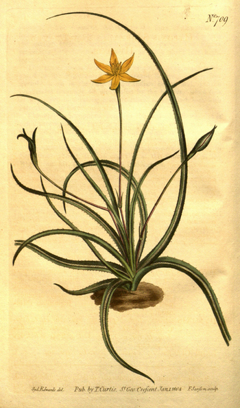 LCA F 004833