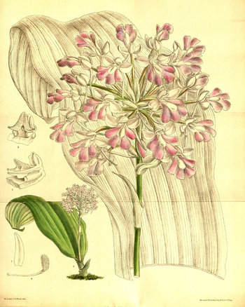 LCA F 004643