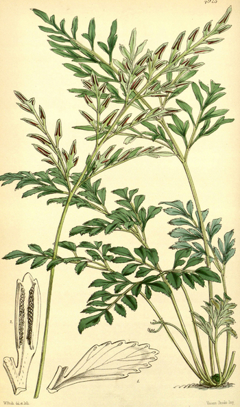 LCA F 004690