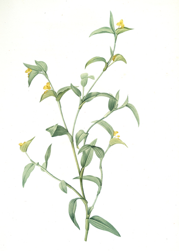 LCA F 001398