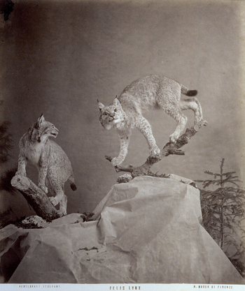 MFC A 004643 MFC A 004643