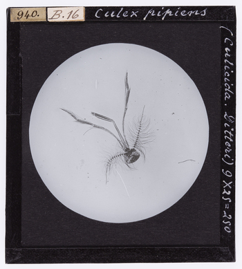 RGD S 000B16 RGD S 000B16