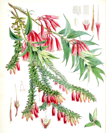 LCA F 001216