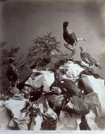 MFC A 004643 MFC A 004643