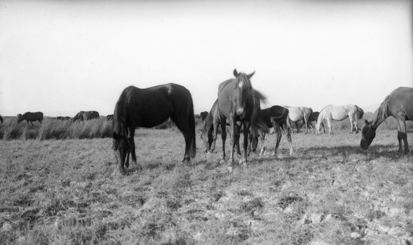 BVA S 000200 BVA S 000200