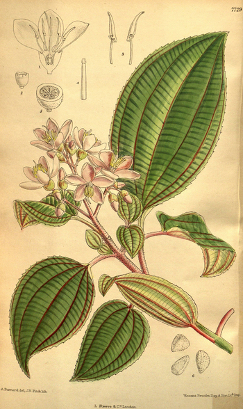 LCA F 004660