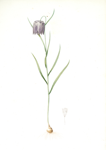 LCA F 001306