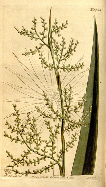 LCA F 004858