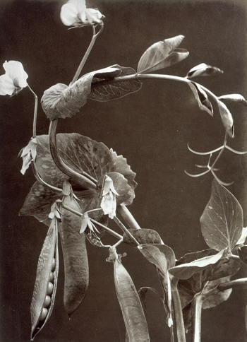 AVQ A 000071 AVQ A 000071