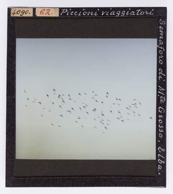 RGD S 000062 RGD S 000062