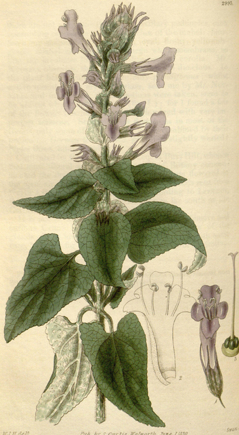LCA F 004680