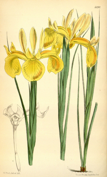 LCA F 004585