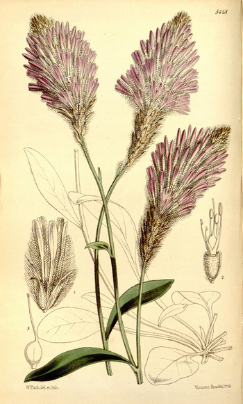 LCA F 004790