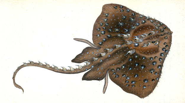 LCA F 000876
