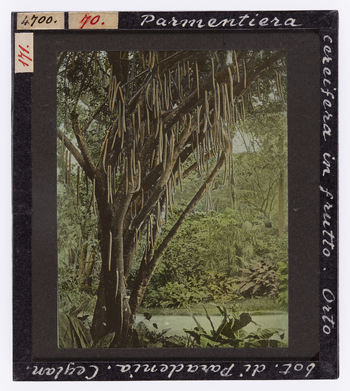 RGD S 000070 RGD S 000070