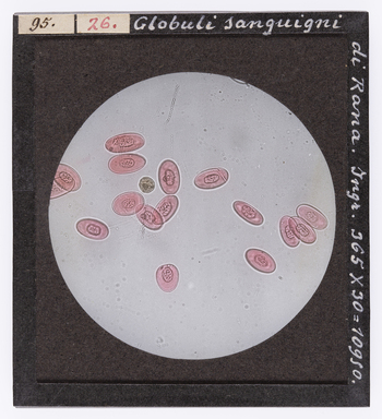 RGD S 000026 RGD S 000026