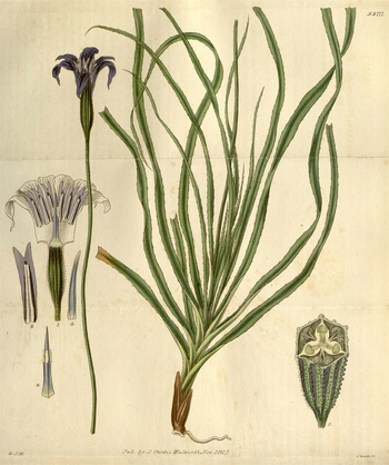LCA F 004558