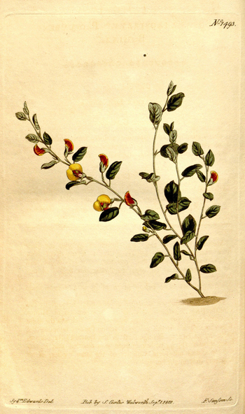 LCA F 004524