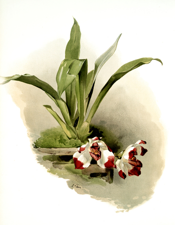 LCA F 001066