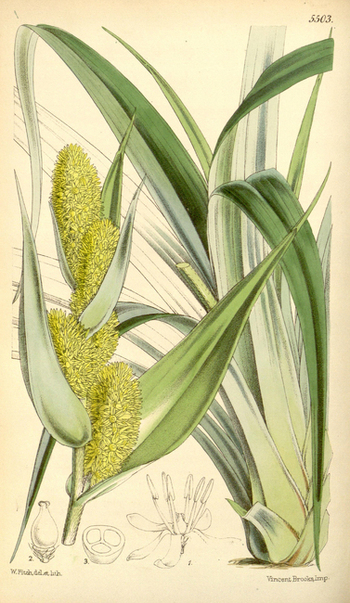 LCA F 004808