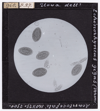 RGD S 000B27 RGD S 000B27