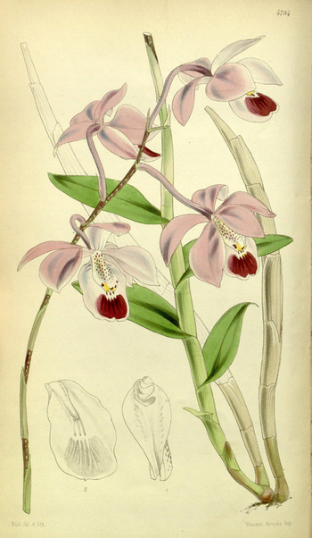 LCA F 004788