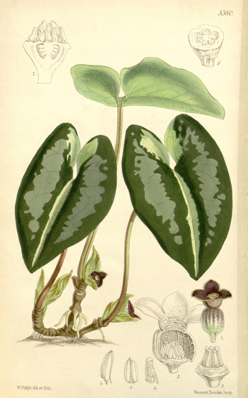 LCA F 004596
