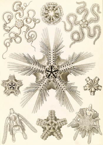 LCA F 001933