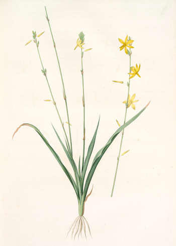 LCA F 001334
