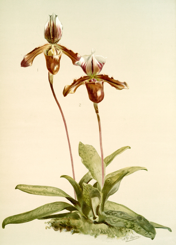 LCA F 001056