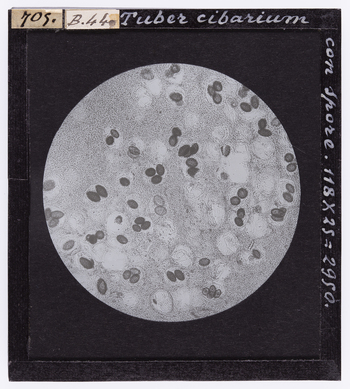 RGD S 000B44 RGD S 000B44