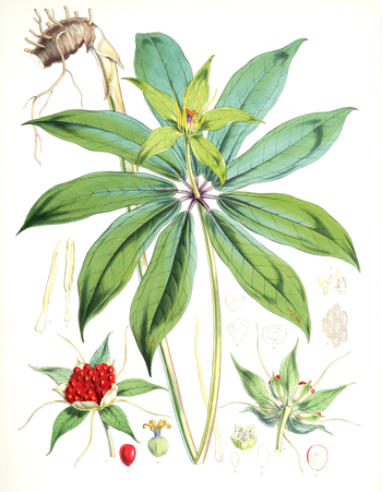 LCA F 001218