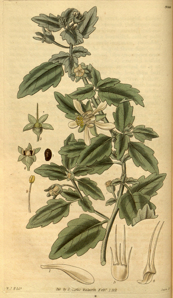 LCA F 004576
