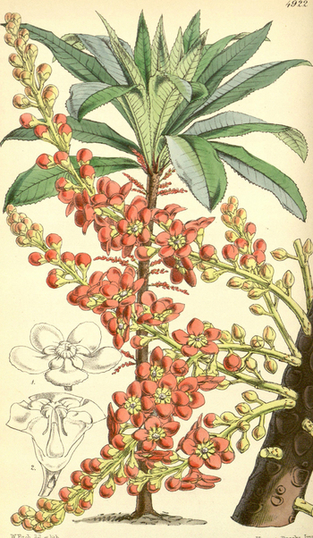 LCA F 004708