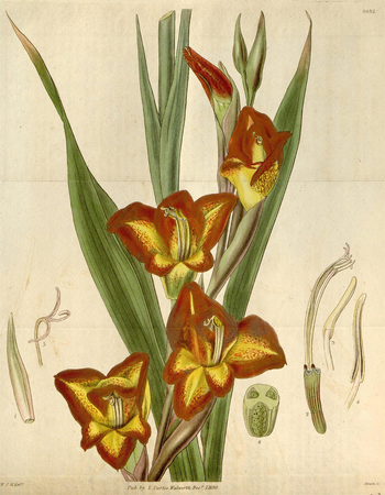 LCA F 004560