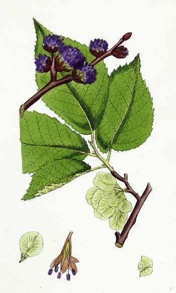 LCA F 000405