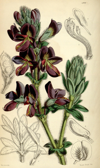 LCA F 004652