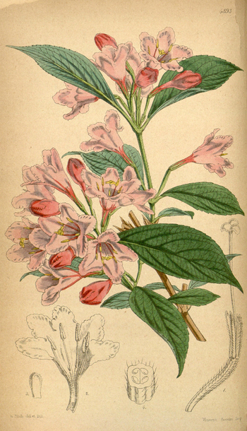 LCA F 004772