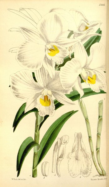 LCA F 004782