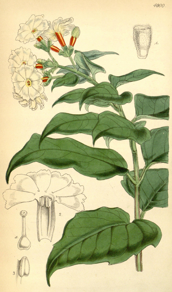 LCA F 004578