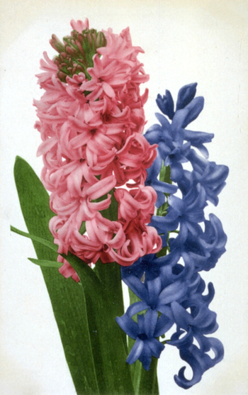AVQ A 000948