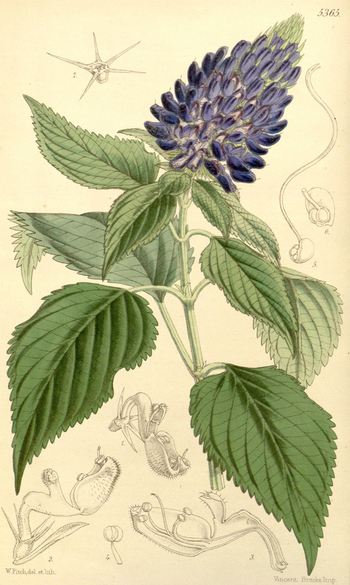 LCA F 004579