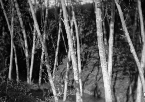 BVA S 000353 BVA S 000353