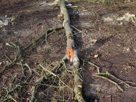 Netherlands 06 July 2026 Aerial view of a forestry worker using a chainsaw to cut a fallen tree trunk in a cleared woodland area with scattered branches and tree stumps. Netherlands 06 July 2026 Aerial view of a forestry worker using a chainsaw to cut a fallen tree trunk in a cleared woodland area with scattered branches and tree stumps.