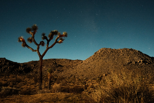 View of Joshua Tree National Park with a silhouette of a Joshua tree against a starry night sky and rocky hills California United States.