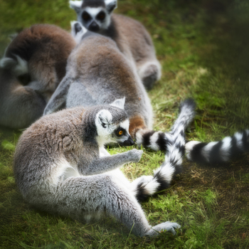 View of a group of ring tailed lemurs sitting on the grass with their distinctive black and white striped tails visible in Poland.
